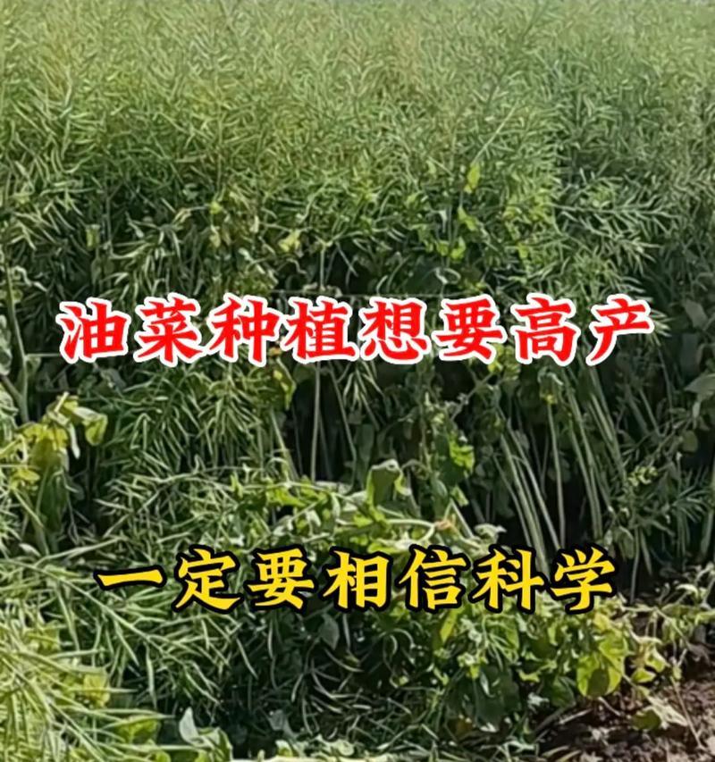 全国高产油菜新品种排名（探究2021年高产油菜新品种，加速农业可持续发展）