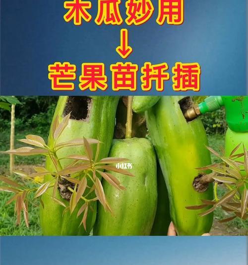 木瓜的生长周期是多长时间？（探究木瓜成长的时间和条件）