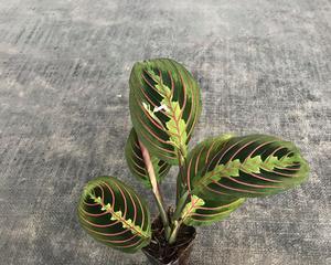 虹之玉的阳光喜爱之谜（揭秘虹之玉的生长环境）