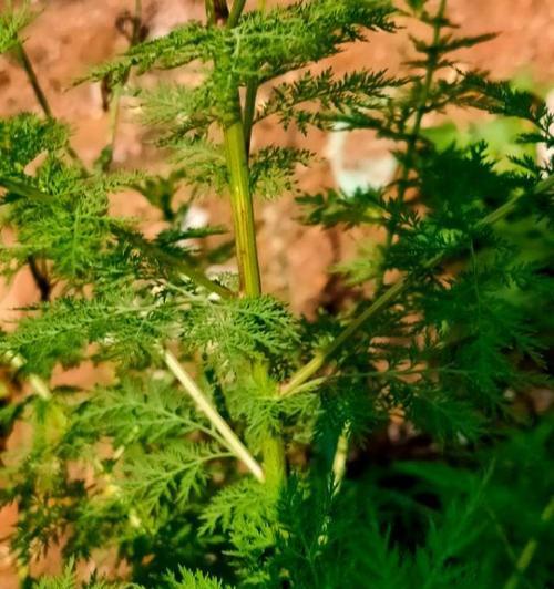 黄花蒿——一种药用植物（来源、分类、特性、功效）