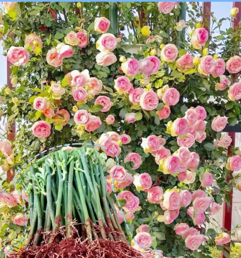 蔷薇花开花季节及开花时间——生命力繁盛的玫瑰