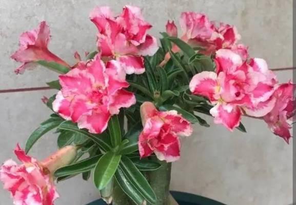 沙漠玫瑰徒长，你需要这样做！（如何让沙漠玫瑰更健康、更美丽？）