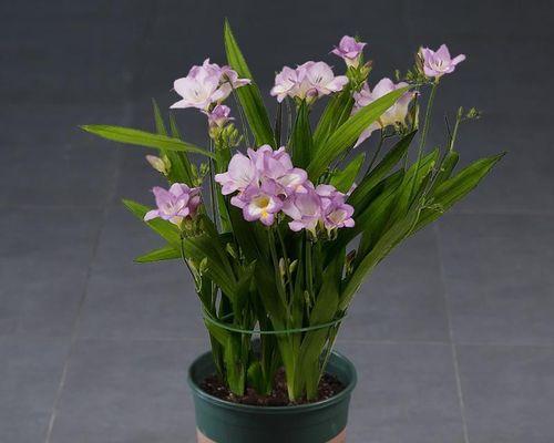 种植香雪兰，享受春天的美好（教你在家里种出美丽的香雪兰）