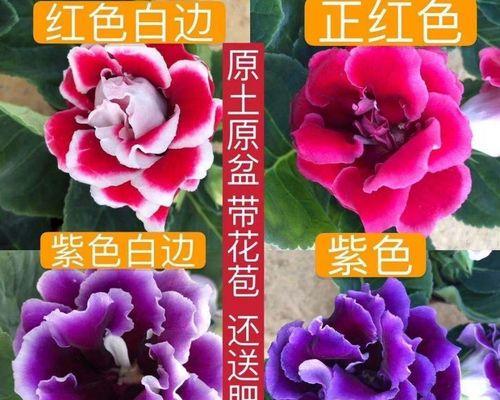 大岩桐花后护理详解（养护技巧，让大岩桐更美丽）