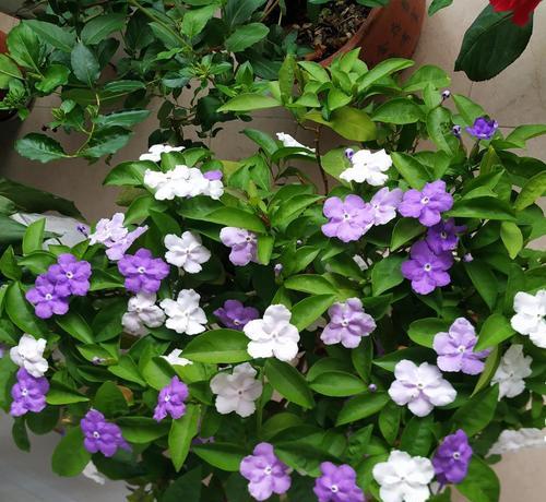 双色茉莉的花期——探究其开花时间（春夏季节是双色茉莉开花高峰期）