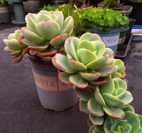 如何在院子里种植碧桃
