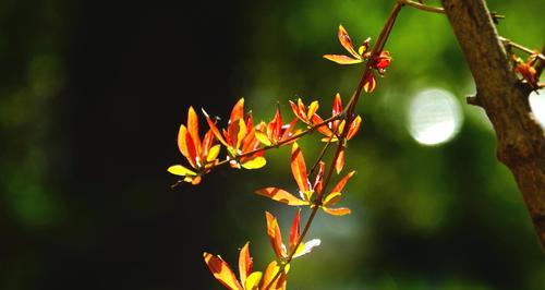 石榴树的生长过程（春季发芽长叶，夏季开花结果）