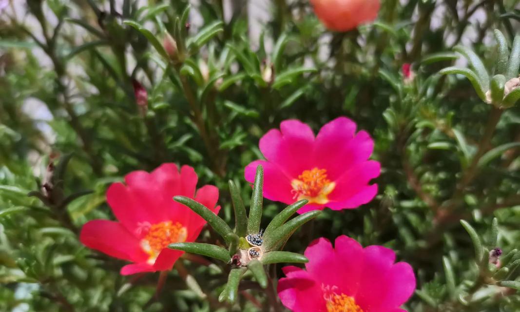 阳光之花的花语（揭开花海中最温暖的秘密）