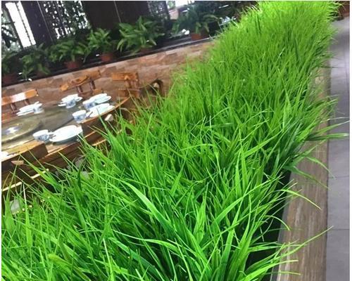 草是不是草本植物？（探讨草的分类和特点）