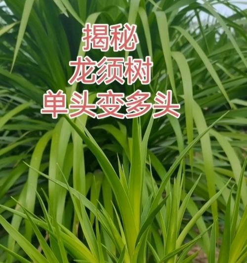 龙雪树的养殖方法及注意事项（打造美丽庭院，从龙雪树开始）