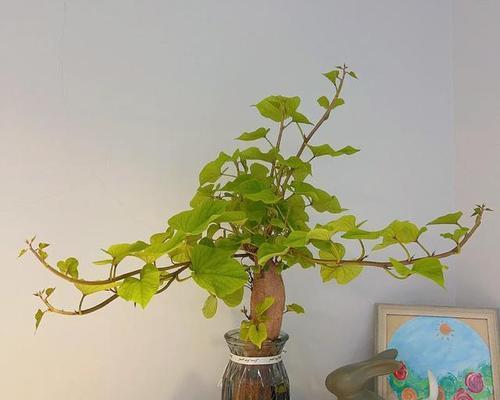 水培养殖鱼香草的方法（手把手教你水培养殖鱼香草，种出新鲜、健康的香草！）