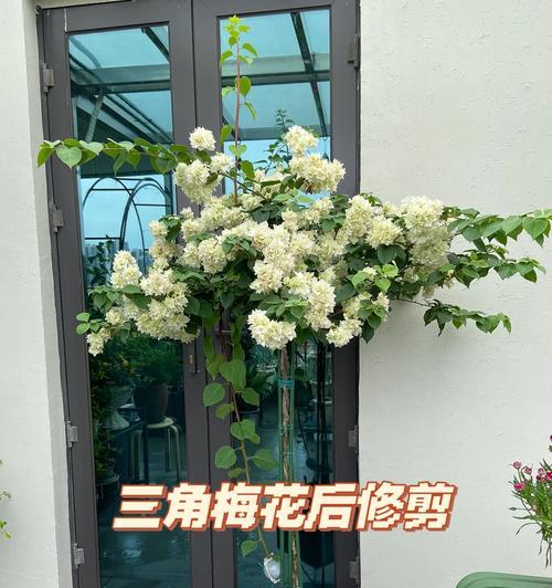 三角梅开花后的修剪技巧（善用修剪，让三角梅更美丽）