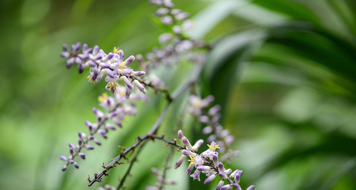 探秘虫草花（源头、分类、功效，全面了解虫草花）