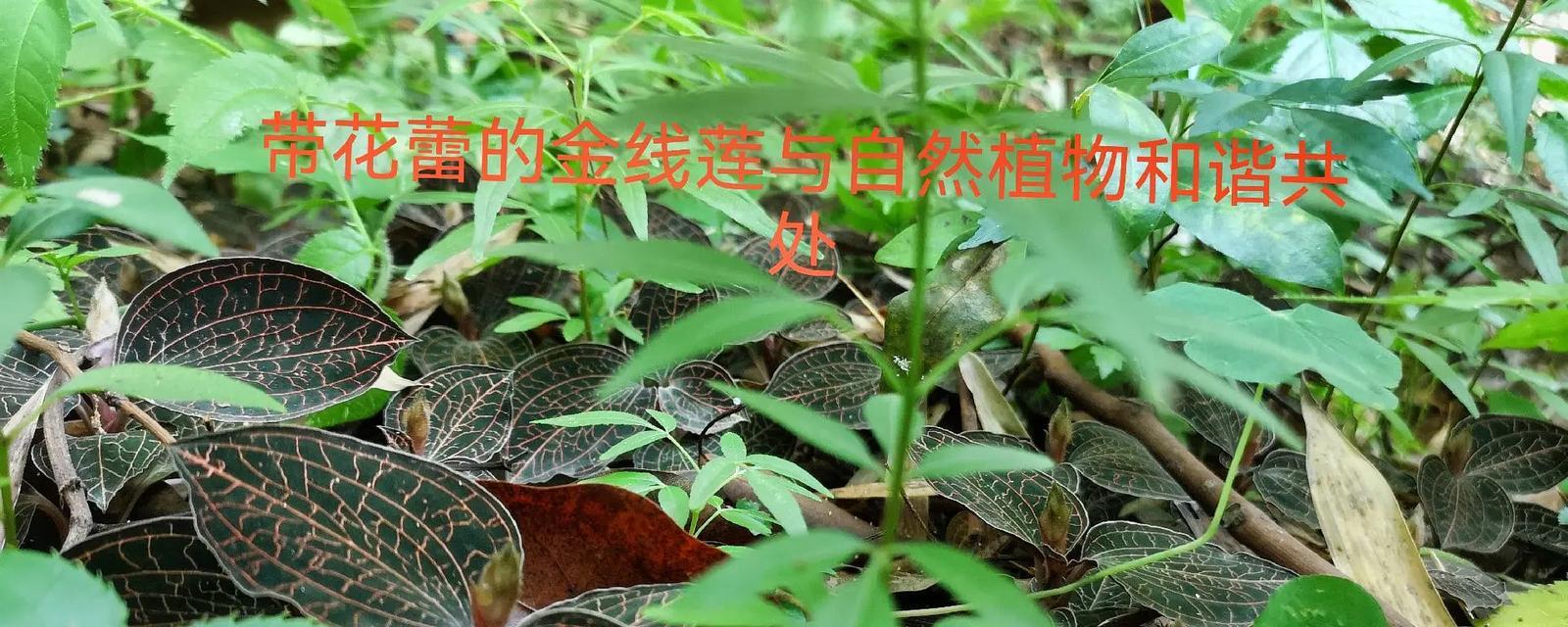 金线莲种子发芽周期与方法详解（掌握“温水发芽+晾晒干燥”技巧，让金线莲更容易成活）