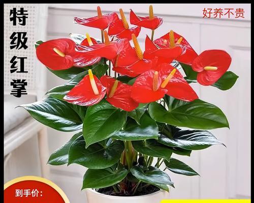 打造舒适环境红掌养护秘籍（红掌适宜的放置方式和养护技巧，让您的家居更加生机盎然）