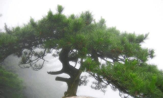 探究松树是否为单子叶植物（解析松树的叶片构成和分类特征）
