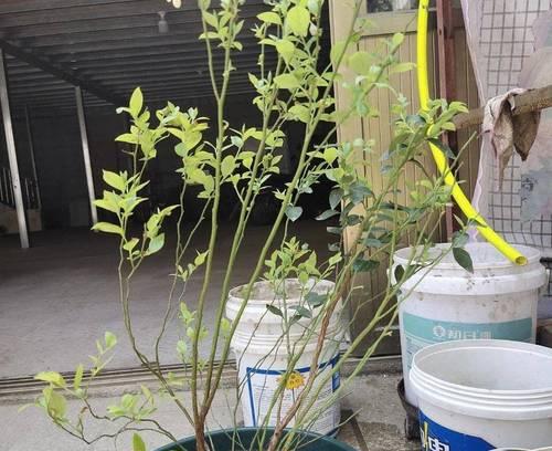 蓝莓盆栽的种植技巧（打造居家果园，种出健康美味蓝莓）