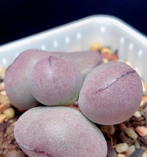 水泡多肉怎么快速生长（打造丰富生机的多肉植物）