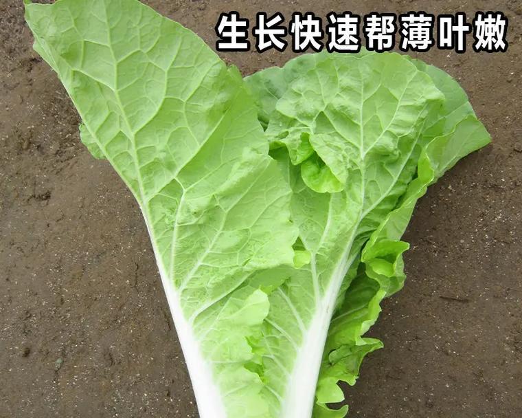 夏天的快菜种植指南（打造自己的小菜园，助力健康生活）