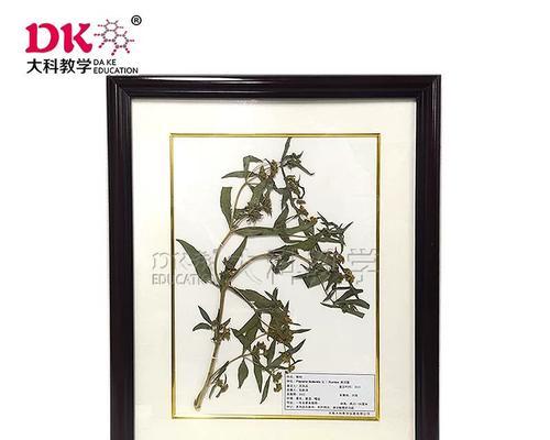 万寿菊叶子卷曲原因及补救处理方法（探究万寿菊叶子卷曲背后的隐情，解决万寿菊叶子卷曲问题）