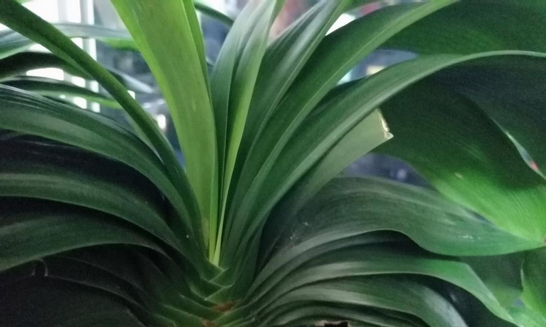 君子兰种子种植技巧（最佳种植时期及注意事项）