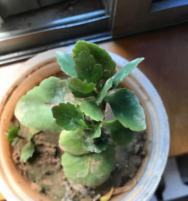 长寿花的扦插时间和方法（一步步教你如何扦插长寿花，轻松种出美丽花朵）