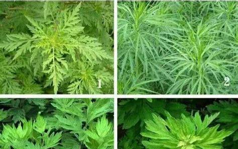青蒿草的生长环境及应用价值（一种适应性强的植物）