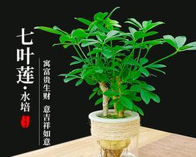 鸭掌木的生态特性（喜水还是喜旱？——揭秘鸭掌木的生存之道）