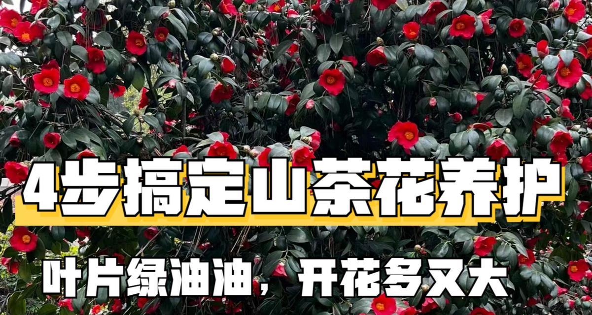 茶花如何正确浇水？（茶花的生长环境需求和浇水技巧，）