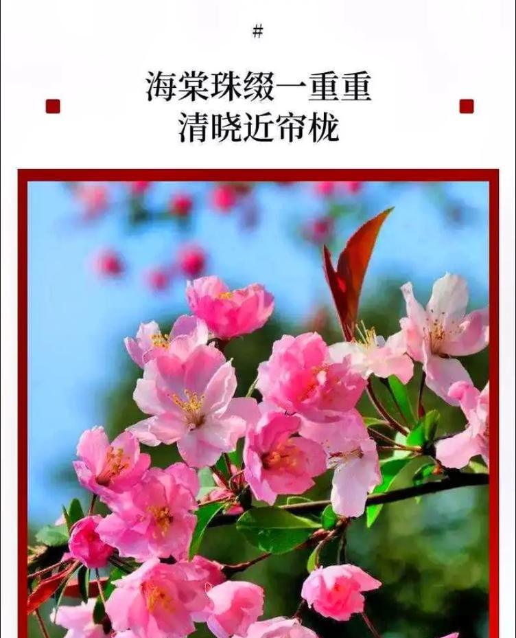 海棠花四季盛开，花开如锦（探秘海棠花开放的奥秘）