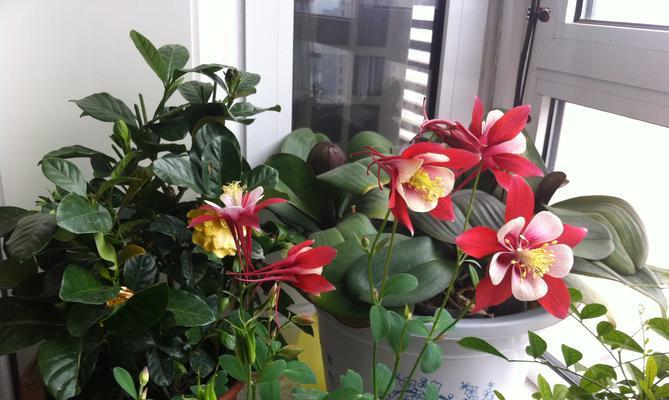 勤劳之花——向日葵的花语（阳光下的勤劳女孩）