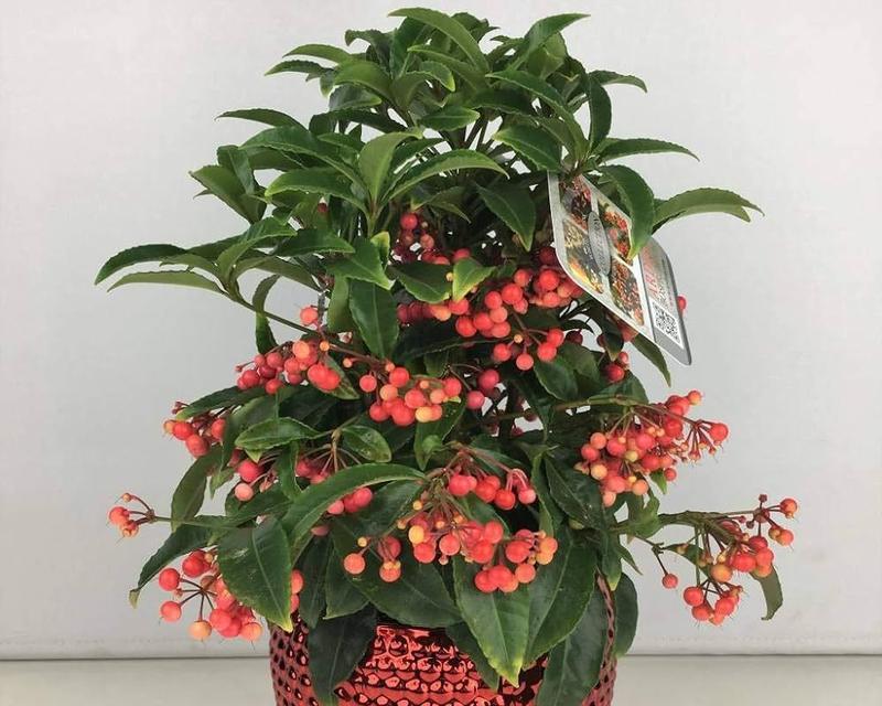 金玉满堂花养护指南（了解金玉满堂花的毒性和室内养护方法）
