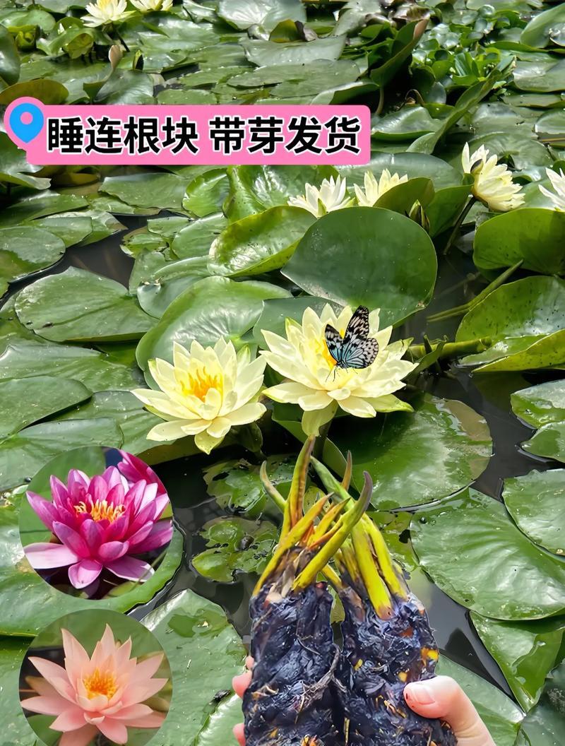 家里养睡莲，让家居风水更佳（美丽花卉装点家居，吉祥如意，提升品质）