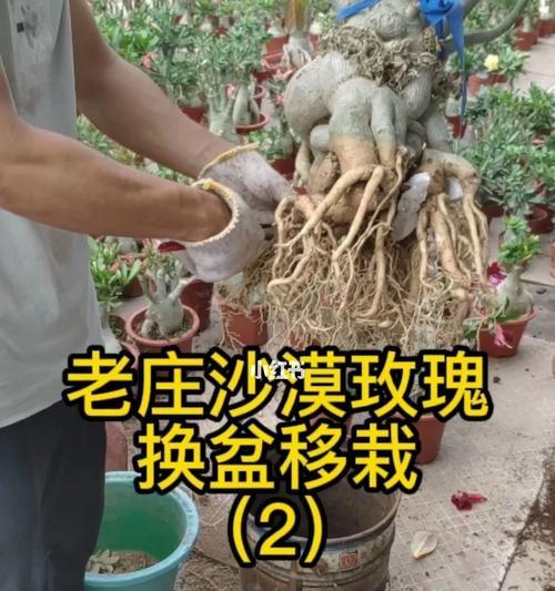如何合适地给沙漠玫瑰换盆？（换盆时间、换盆步骤和注意事项）