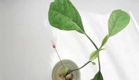 如何提高牛油果种子发芽率？（掌握关键因素，让种子快速发芽）