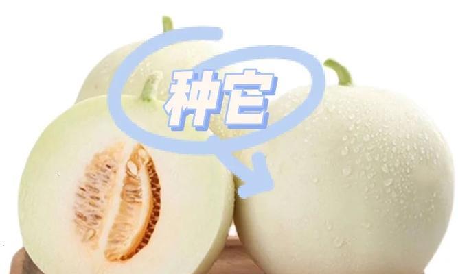 香瓜种子发芽全过程（掌握香瓜种子发芽时间，让您早日见到翠绿新苗）