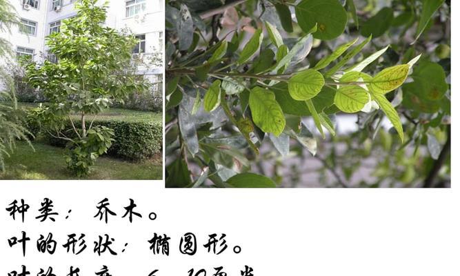 校园植物园建设计划（优化校园绿化环境，为学生提供更好的学习场所）