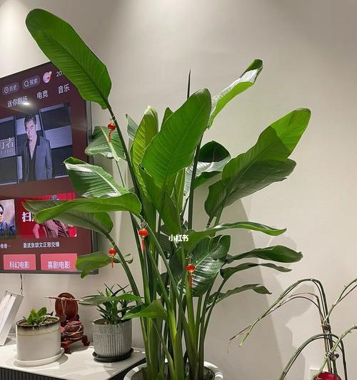 如何在客厅中布置天堂鸟？（天堂鸟适合放客厅吗？如何在客厅中布置天堂鸟？）