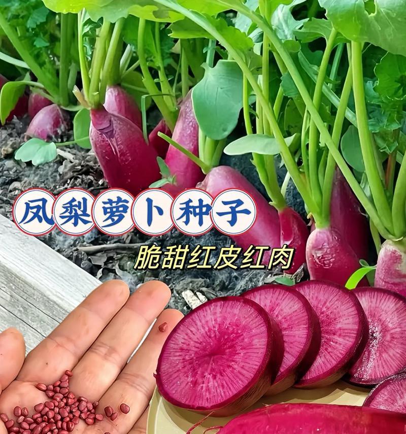萝卜种子种植深度的合适选择（浅谈萝卜种子种植的深度与成长发育的关系）