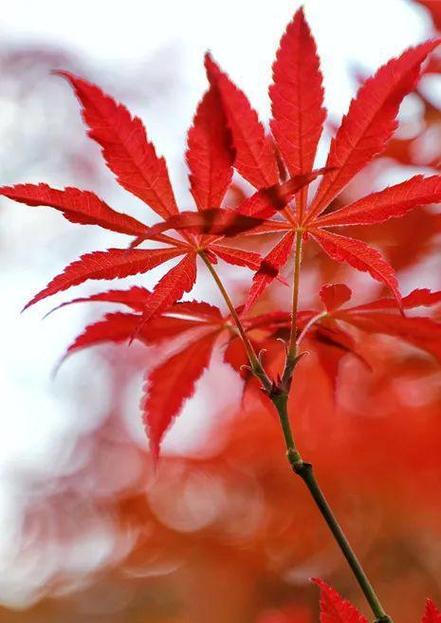 种植红枫吉利的家居风水与福利（打造稳定、健康、吉祥的家居氛围）