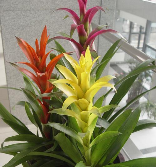 鲜艳多彩的凤梨科花卉（品种丰富，花形各异，独具魅力）