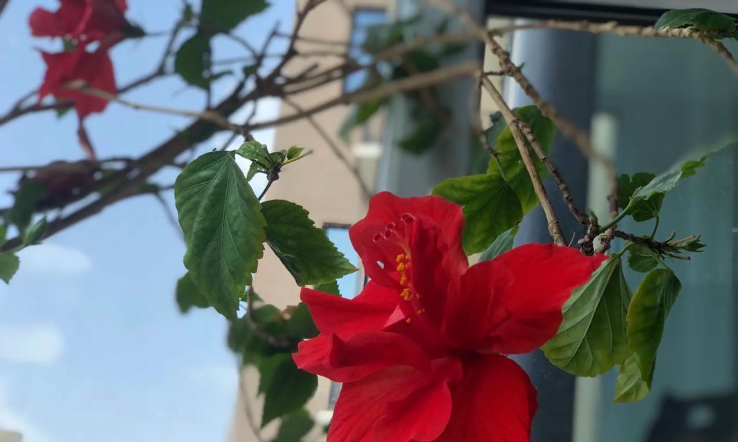 扶桑花的浇水技巧（春夏秋冬分季，科学浇水更健康）