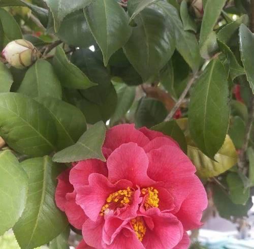 室内养茶树花的全攻略（选择、养护、繁殖，让你轻松打造自己的茶树花家园）