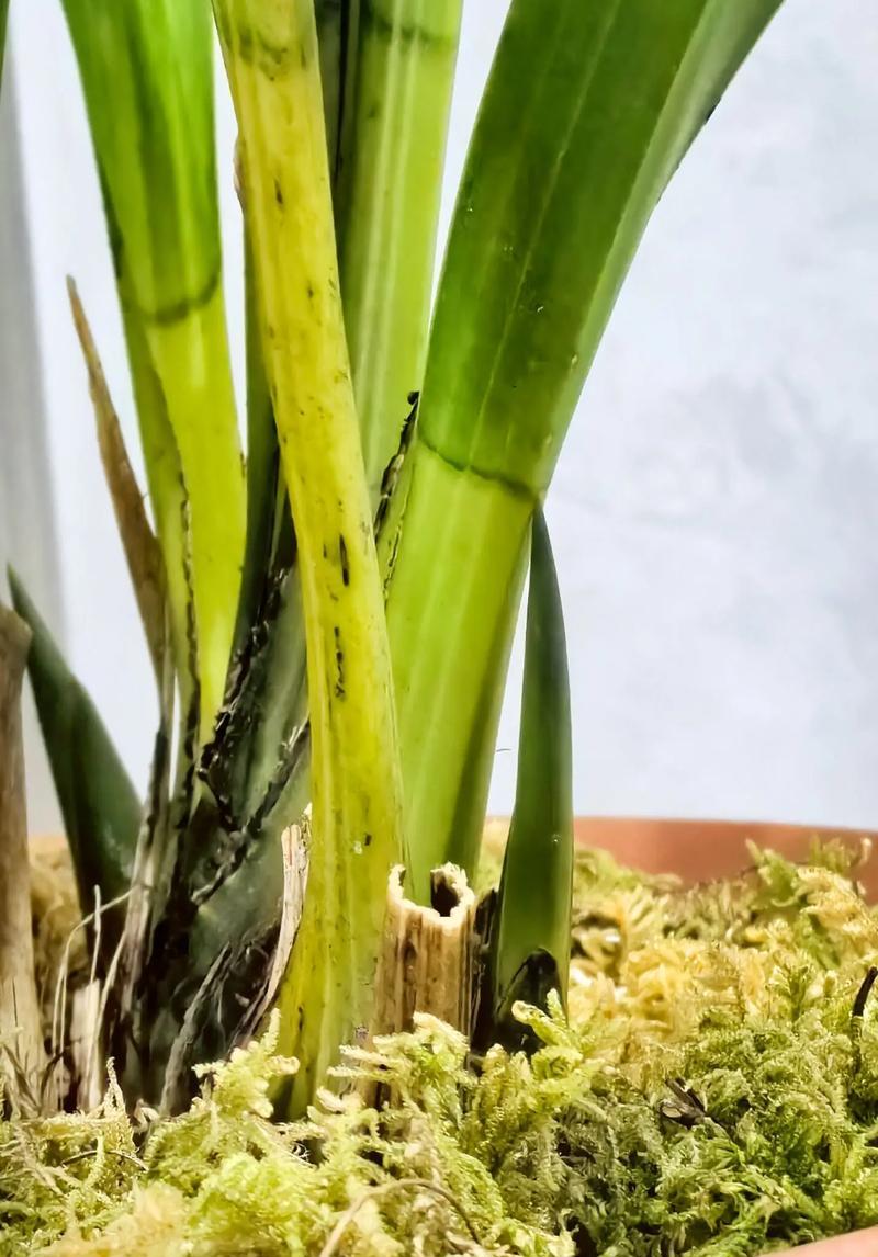 兰花的家庭养法（让您轻松打造一座自然花园）
