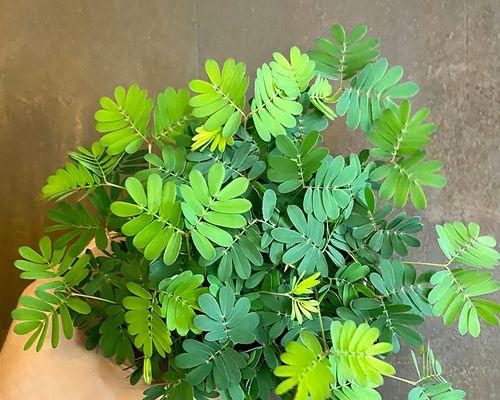 含羞草开花时间与养护技巧（含羞草开花周期、养护要点、风水妙用详解）