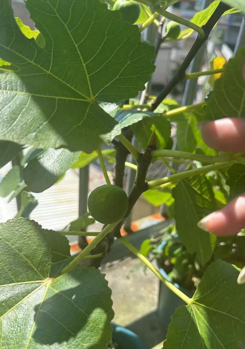 无花果怎么剪？最佳时间和技巧指南（无花果剪枝的重要性和正确方法）