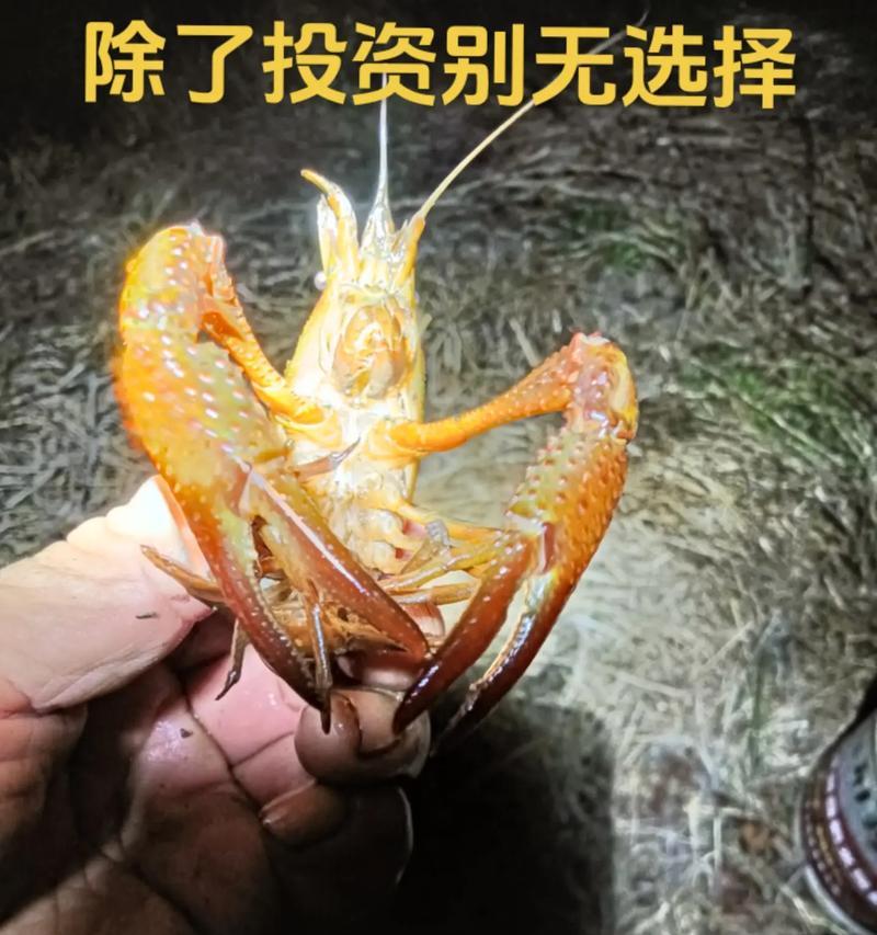 饲料肥料化，高效环保！（利用废旧饲料制作肥料的方法及优势）