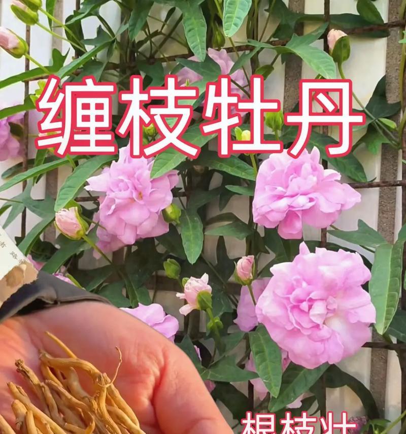 牡丹的花盆种植方法（让你的家也成为牡丹的花园；花盆牡丹如何栽种和管理）