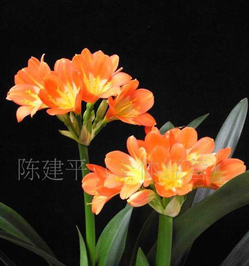 君子兰的品种和特点（探究君子兰家族的神秘世界）