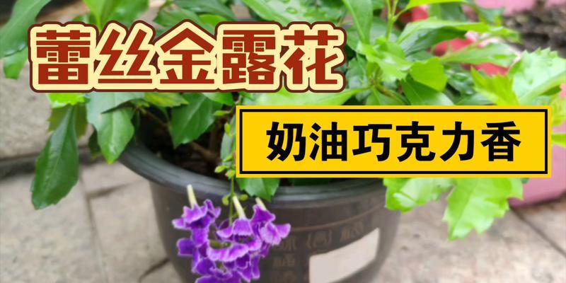如何养护蕾丝金露花开出美丽花朵（蕾丝金露花的养殖技巧和注意事项）